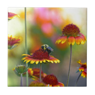 Carreau Abee sur Gaillardia