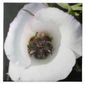 Carreau Abeille (Devant)