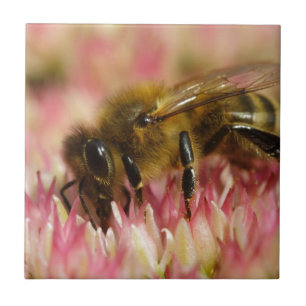 Carreau Abeille à Miel Occidentale Macro