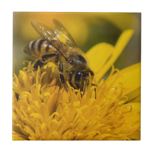 Carreau Abeille Africaine Avec Sacs De Pollen En Train De