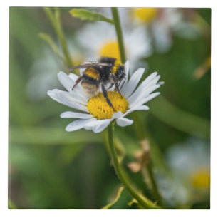 Carreau Abeille en céramique vue marguerite