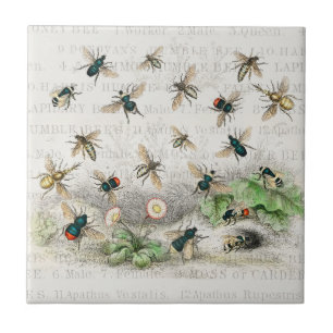 Carreau Abeille Reine Entomologie Botanique Vintage