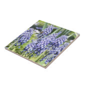 Carreau Abeille sur des fleurs de Muscari (Côté)