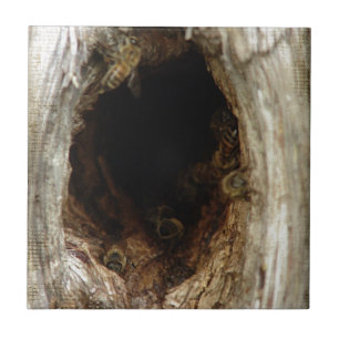 Carreau Abeilles de miel sauvage dans un arbre creux