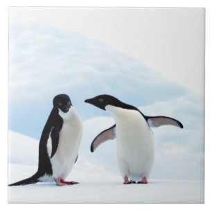 Carreau Adelie Penguins