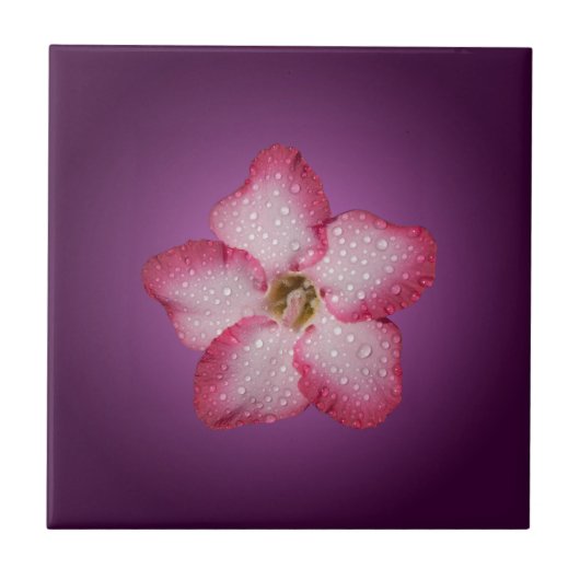 Carreau Adénium Fleur Rose Flore Dégradé Violet (Devant)