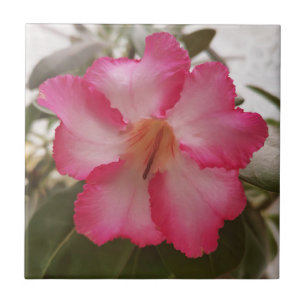 Carreau Adenium rose fleurs blanches fleurs florales natur
