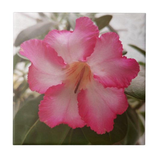 Carreau Adenium rose fleurs blanches fleurs florales natur (Devant)