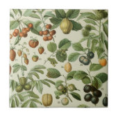 Carreau Adolphe Millot - Fruits (Devant)