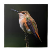 Carreau Adorable colibri roux à la branche (Devant)