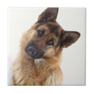 Carreau Adorable funny german shepherd portrait