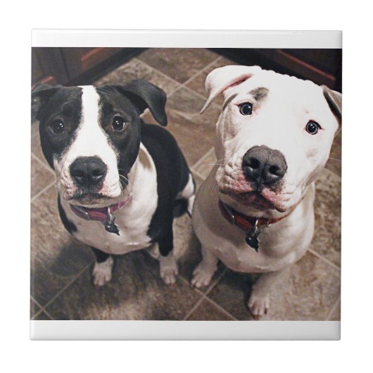 Carreau adorables chiots pitbull chiens (Devant)