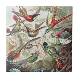 Carreau Affiche vintage colorée d'Ernst Haeckel sur les co