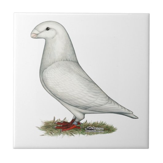 Carreau Afficher le blanc de la course (Devant)