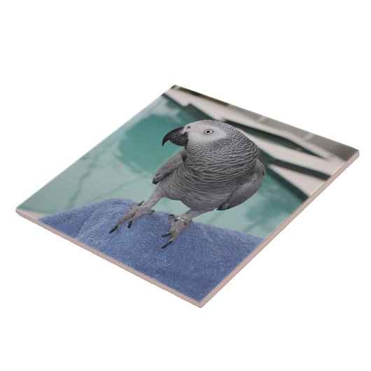 Carreau African Grey Pool Party (Côté)