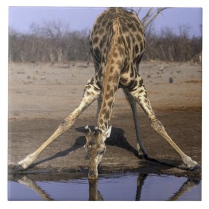 Carreau Afrique, Botswana, Parc national de Chobe, Girafe