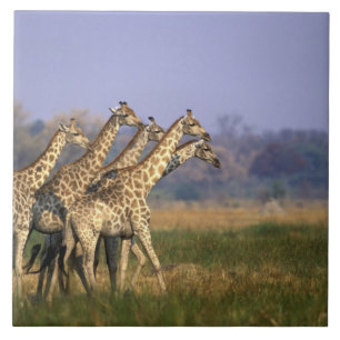 Carreau Afrique, Botswana, Réserve de gibier de Moremi