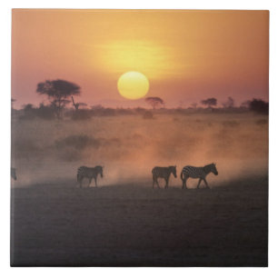 Carreau Afrique, Kenya, Amboseli NP. Zèbres marchent vers 