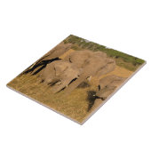 Carreau Afrique, Kenya, Masaï Mara. Eléphant africain (Côté)