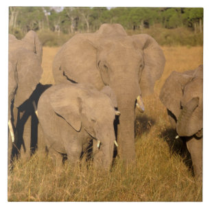 Carreau Afrique, Kenya, Masai Mara. Éléphant d'Afrique