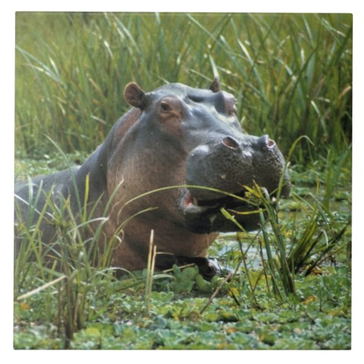 Carreau Afrique, Kenya, Masai Mara NR. Une mère hippo (Devant)