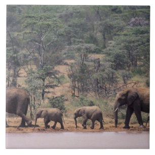 Carreau Afrique, Kenya, Nanyuki, Mpala. Africains