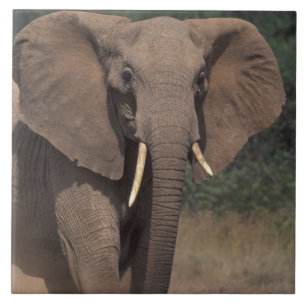 Carreau Afrique, Kenya, Nanyuki, Mpala. Éléphant d'Afrique
