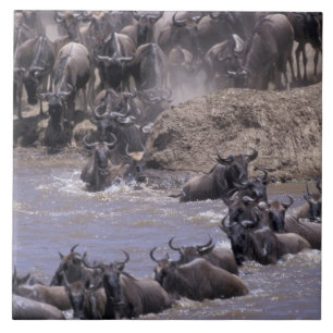 Carreau Afrique, Kenya, Parc national du Masaï Mara.