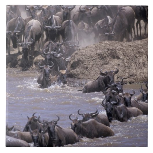 Carreau Afrique, Kenya, Parc national du Masaï Mara. (Devant)