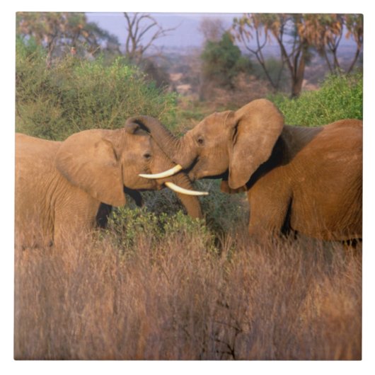 Carreau Afrique, Kenya, Samburu. Défi de l'éléphant (Devant)
