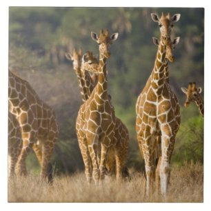 Carreau Afrique. Kenya. Troupeau de girafes réticulées