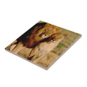 Carreau Afrique, Namibie, Okonjima. Lion & Lion (Côté)