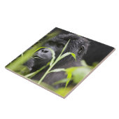 Carreau Afrique Ouganda, Bwindi (Côté)