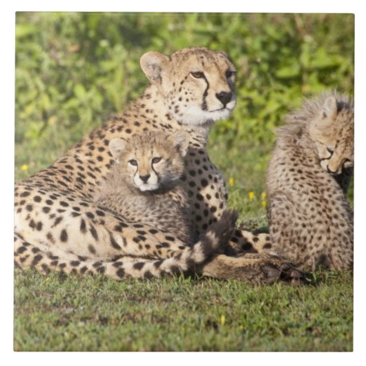 Carreau Afrique. Tanzanie. Cheetah mère et petits 2 (Devant)