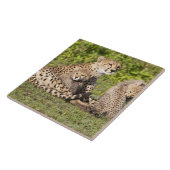 Carreau Afrique. Tanzanie. Cheetah mère et petits 2 (Côté)