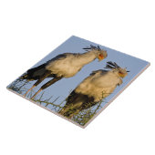 Carreau Afrique. Tanzanie. Secrétaire Birds à Ndutu (Côté)