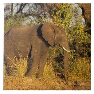 Carreau Afrique, Zimbabwe, Parc national des chutes Victor