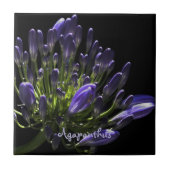 Carreau Agapanthus violet à floraison solaire, Lily africa (Devant)