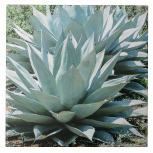 Carreau Agave Plante Succulent Bleu Cactus Botanique Déser