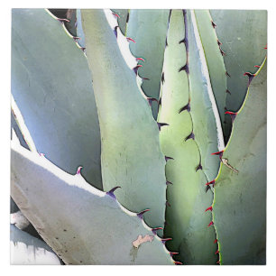 Carreau Agave Plante Succulent Bleu Cactus Botanique Déser