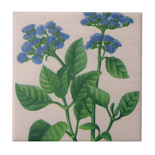 Carreau ageratum bleu