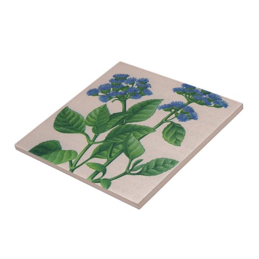 Carreau ageratum bleu (Côté)