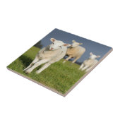 Carreau Agneau curieux (Côté)