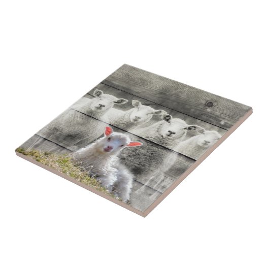 Carreau Agneau de bébé de Sheep Flock (Côté)