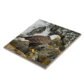 Carreau Aigle à tête blanche (Côté)