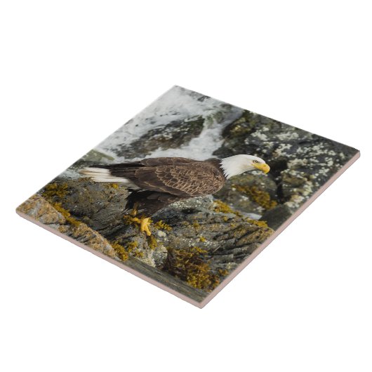 Carreau Aigle à tête blanche (Côté)