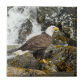 Carreau Aigle à tête blanche (Devant)