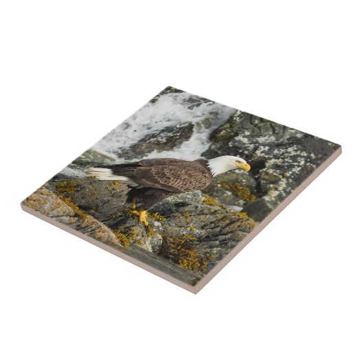 Carreau Aigle à tête blanche (Côté)