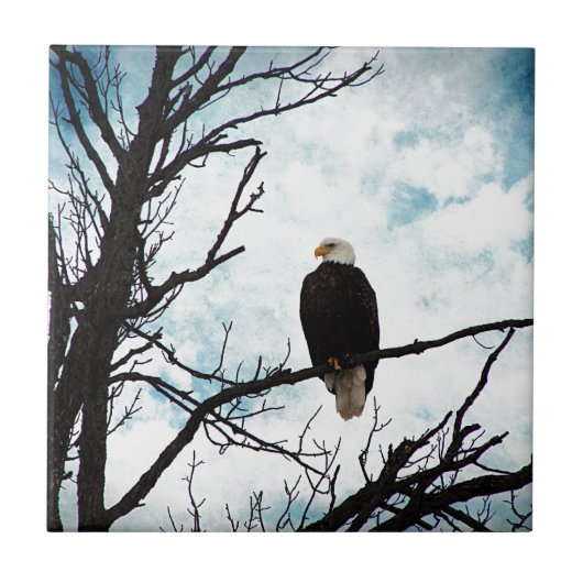 Carreau Aigle à tête blanche dans un arbre avec ciel bleu  (Devant)