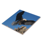 Carreau aigle à tête blanche, Haliaeetus leuccocephalus, a (Côté)